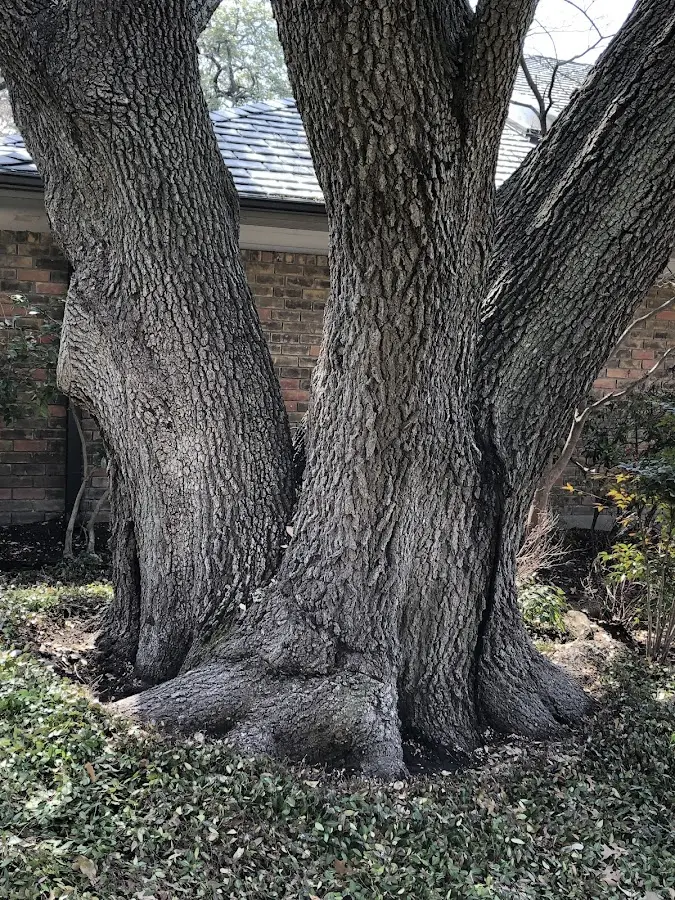 Mature heritage tree close to a Coatesville property cared for by certified arborists